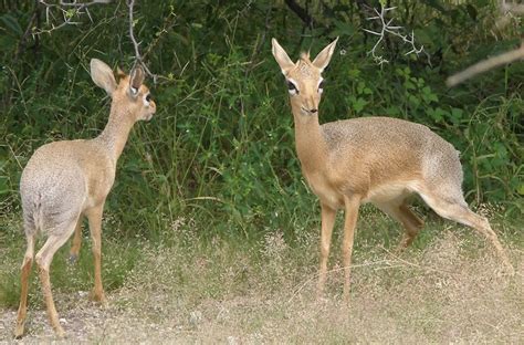 Kirk’s Dik Dik – Madoqua kirkii - Ground Mammals