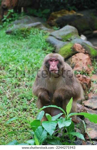 Makaka Zoo Green Grass Type Monkey Stock Photo 2244271943 | Shutterstock