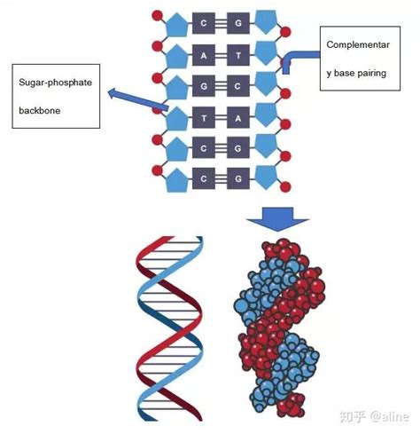 Alevel生物学习要点：DNA的结构 - 知乎