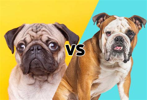 Pug Vs English Bulldog - PatchPuppy.com