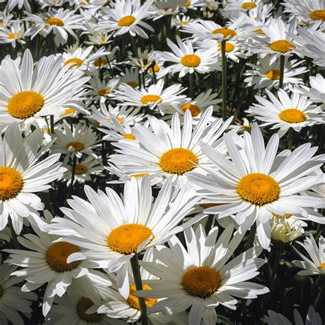 Shasta Daisy Seeds, Leucanthemum | American Meadows