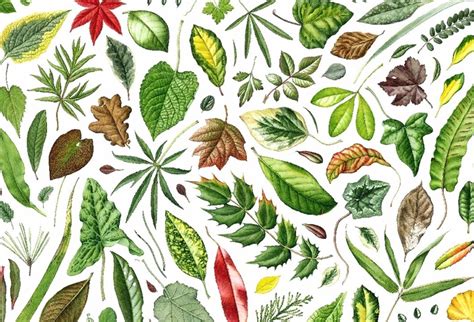 PAINTING LEAVES | JULIA TRICKEY botanical art tutorials