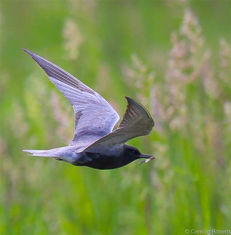 Black Tern | Black Tern in flight over the Camas Prairie Cen… | Flickr