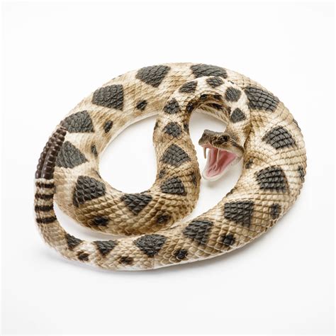 Eastern Diamondback Rattlesnake by Safari Ltd. - RAM Shop