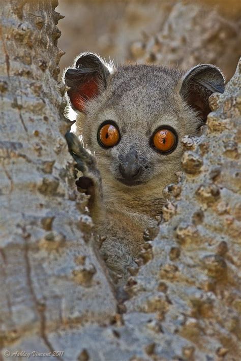 Surprise by Ashley Vincent on 500px. Sportive Lemurs are a species of ...