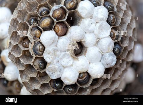 Wasp Nest with larvae and eggs in individual cell of the hive closeup ...