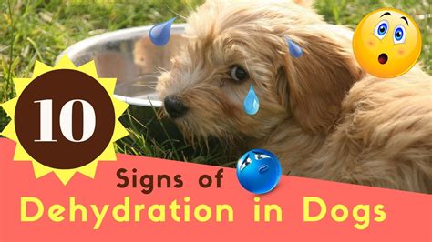 What Are Signs Of Dehydration In Dogs