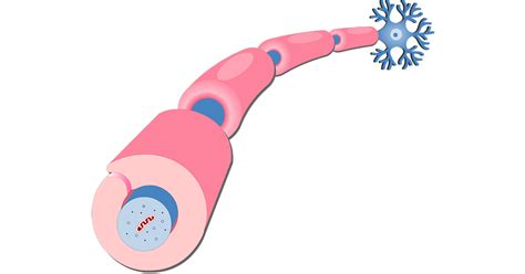 Myelination of Axons by Schwann Cells | GetBodySmart