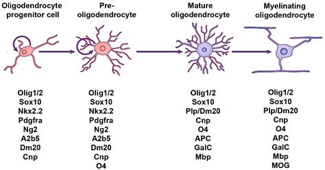 JDB | Free Full-Text | Hedgehog: A Key Signaling in the Development of the Oligodendrocyte Lineage