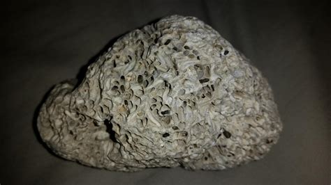 What is this extremely porous rock? Found in the SF Bay Area. : whatsthisrock