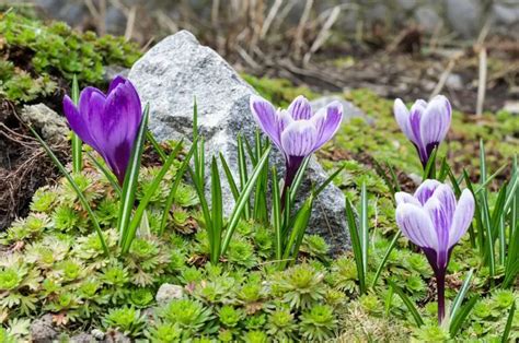 Crocus Flower Meaning and Symbolism – A to Z Flowers