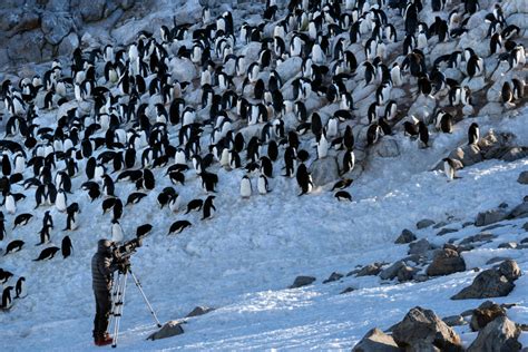 Disneynature’s ‘Penguins’ Continues the Enduring Legacy of Conservation ...