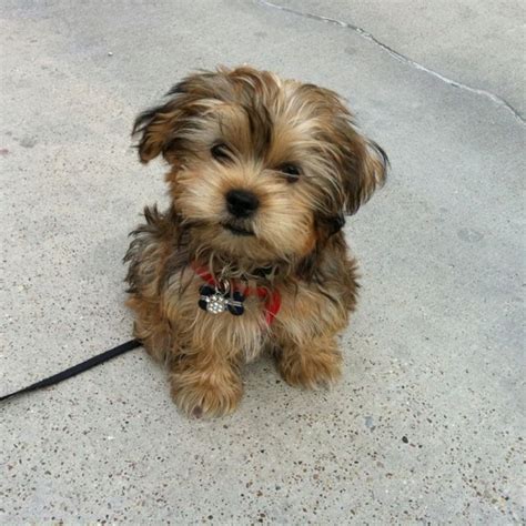 Shorkie~ "JAX" ️ #shorkie | Shorkie puppies, Morkie puppies, Shorkie dogs