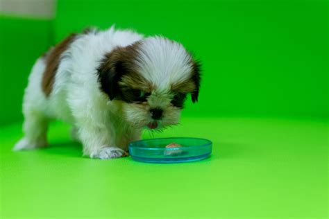 The Ultimate Shih Tzu Feeding Chart — How To Feed Your Dog