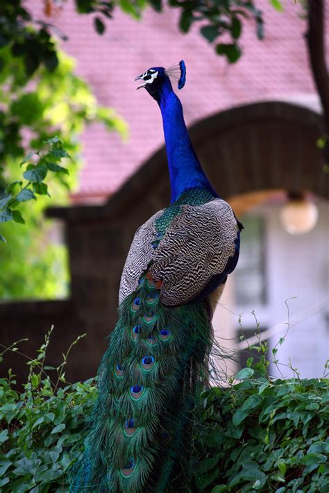 Peacock-National bird of India ~ Life Amazing