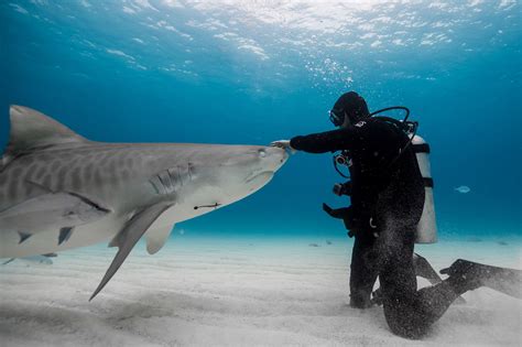 How diver went from shark attack survivor to conservationist