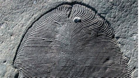 Fossilised fat reveals mysterious Dickinsonia blobs to be earliest ...