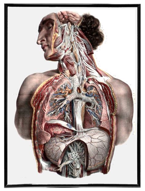 Vintage Anatomy Drawing Anatomy Drawing Vintage Drawing Drawings | Images and Photos finder