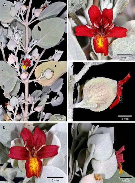 Petalidium ovatum, leaf (A) and flower morphology (B-E). A. Branchlet... | Download Scientific ...