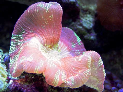 Amazing & Beautiful Colors of the Sea + Worms resembling "X-MAS TREE" Deep Sea Creatures ...