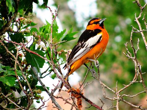 Birds In Alaska: 26 Species You Should Be Looking For