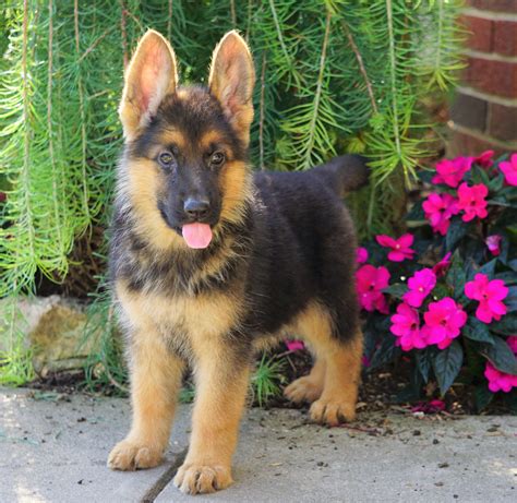 AKC Registered German Shepherd For Sale Baltic, OH Female- Carmen – AC ...