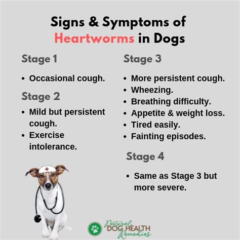 Preventing and Treating Heartworms in Dogs