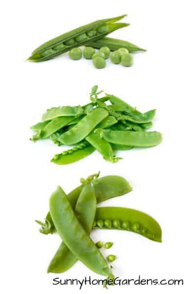 Varieties And Types Of Peas - Sunny Home Gardens