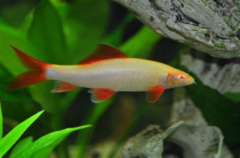 Albino Rainbow Shark