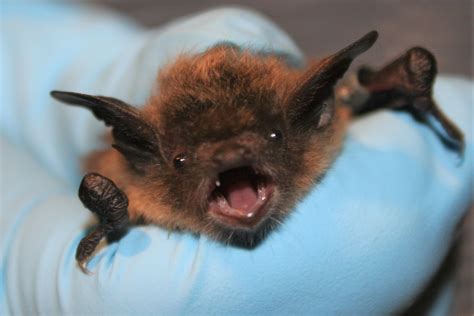 Creature Feature: Little Brown Bat - Raritan Headwaters