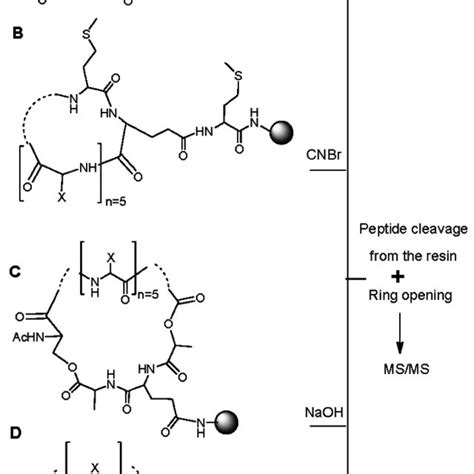 Cyclic peptide libraries designed with a cleavable site in order to... | Download Scientific Diagram