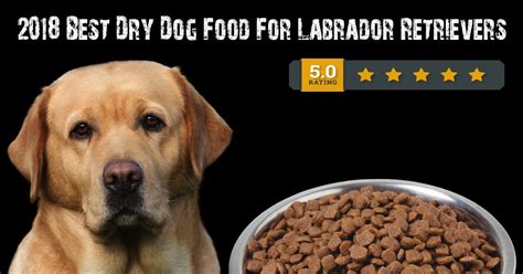 Top 5 Best Dry Dog Food Brands for a Labrador Retriever (2021) | Alpha Paw