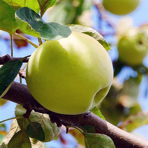 Golden Delicious Apple Tree For Sale - 4-5ft Bareroot