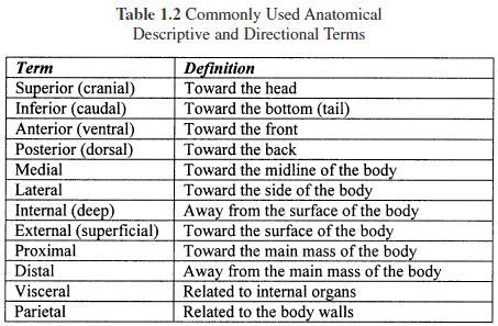 Anatomical Terms Of Location Quiz | body regions and body cavities ... | Anatomy and physiology ...