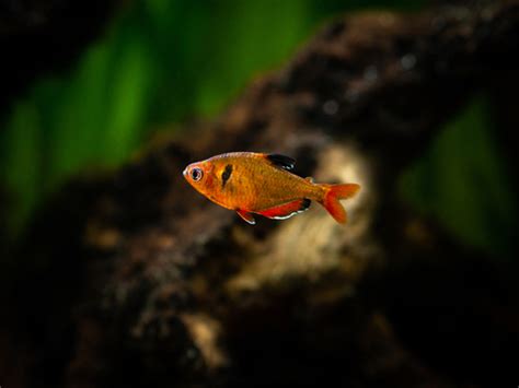 🐟 Aquatic Bonds: Red Eye Tetra Tank Mates Revealed | Fish Lab