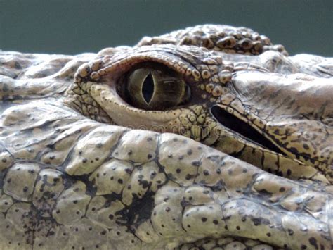 Freshwater Crocodile Portrait Showing Eye, Ear and Teeth with Stream or River Background. Stock ...