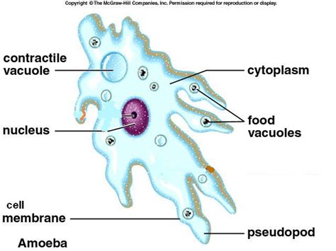 Unicellular organisms - Rumney Marsh Academy Science Revere, Massachusetts