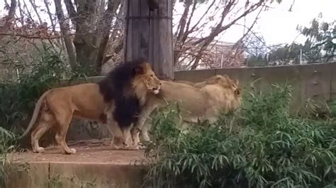 Lions at The National Zoo in Washington DC - YouTube