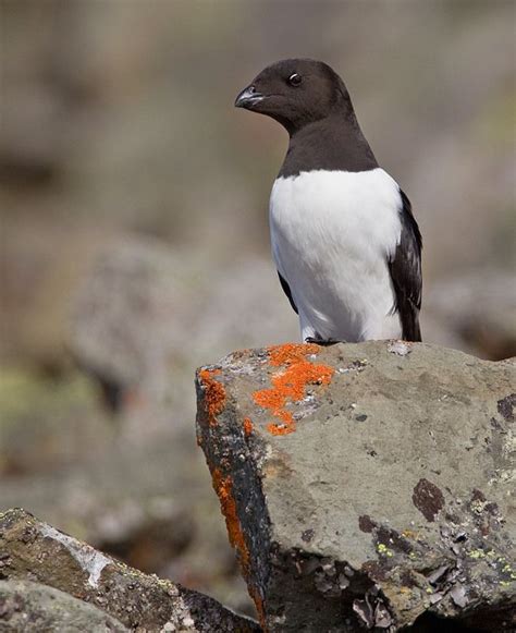 Little Auk, or Dovekie (Alle alle), is a small auk, the only member of ...