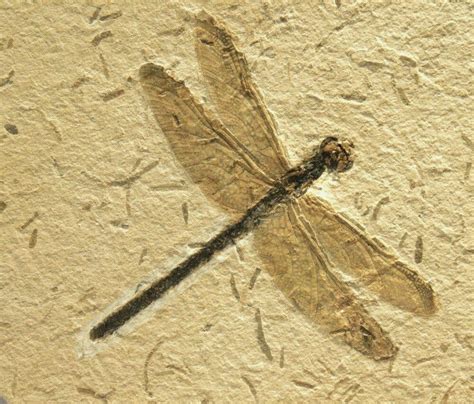 Fossil Friday: Mesozoic Dragonfly