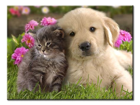 Kitten and Puppy Best Friends Canvas Wall Art - Extra Large 1-panel 40 x 30 inches | Cute cats ...