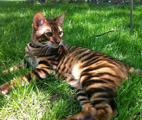 This tiger looking toyger pet cat type was established by the cross between a common Bengal ...