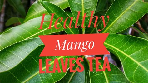 Healthy Mango Leaves Tea Benefits /how to prepare Mango Leaf Tea - YouTube