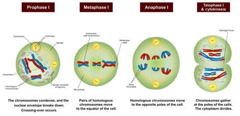 Meiosis: Phases, Stages, Applications with Diagram