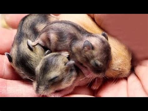 Baby Dwarf Hamsters Growing Up - Day 1 To Day 30 | Hamster Survival 🐹10 - YouTube