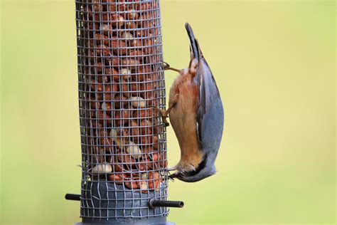 A view of a Nuthatch on a bird feeder 14791435 Stock Photo at Vecteezy