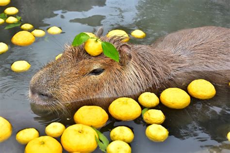 Capybara? Capybara! The Internet Phenomenon - Czech & Slovak Leaders