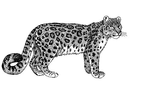 Free Black Leopard Cliparts, Download Free Black Leopard Cliparts png images, Free ClipArts on ...