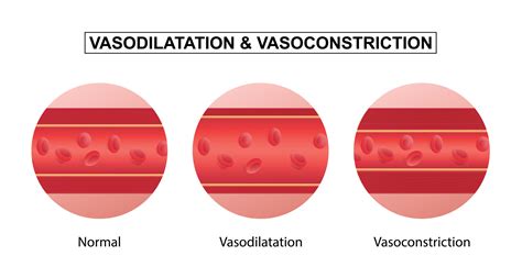 Vasodilation and vasoconstriction. comparison of Blood vessels. 10978238 Vector Art at Vecteezy