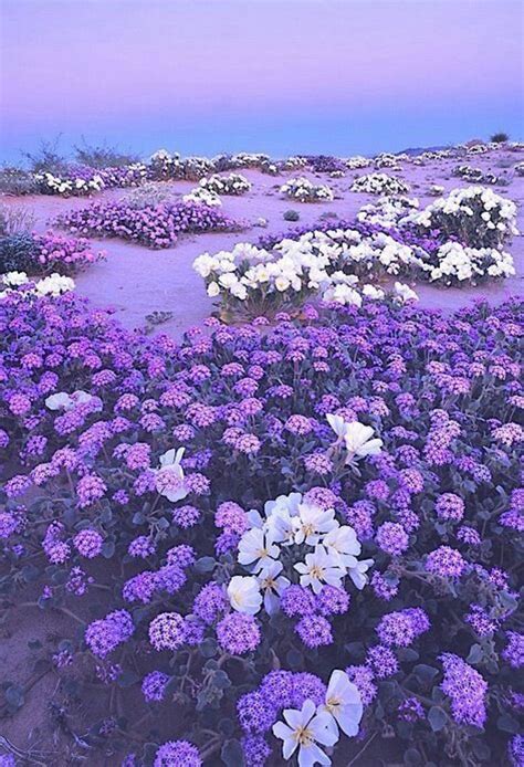 Purple and White Flowers in the Desert at Dusk